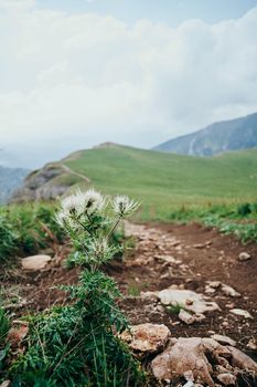 Field flowers mountains travel adventure nature. High quality photo