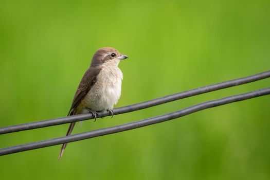 Image of brown shrike (Lanius cristatus) on nature background. Bird. Animals.