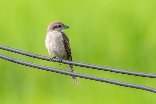 Image of brown shrike (Lanius cristatus) on nature background. Bird. Animals.