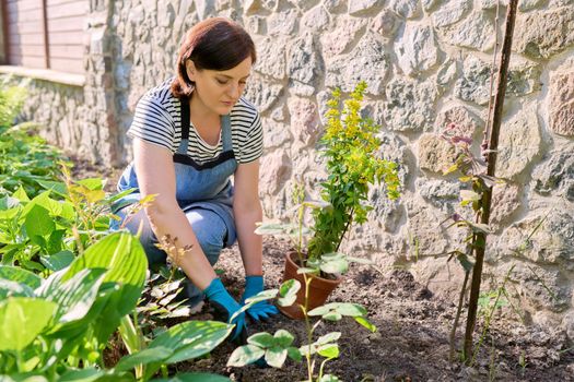 Springtime, spring gardening in backyard. Female in apron of gardening gloves with shovel planting flowering plants in ground from pot. Sunny day green plants, hobbies and leisure of middle aged woman