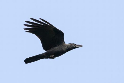 Image of a crow flapping its wings against a blue clear sky. Birds. Wild Animals.