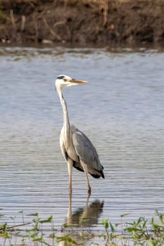 Image of gray heron (Ardea cinerea) standing in the swamp on the nature background