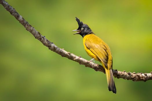 Image of Black-crested Bulbul( Rubigula flaviventris) perched on a branch on nature background. Bird. Animals.