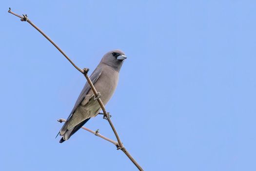 Image of ashy woodswallow ( Artamus fuscus) perched on a branch on the blue sky background