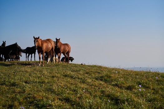 Herd of horses in the field mammals animals landscape. High quality photo