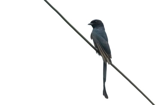 Image of Greater Racquet-tailed Drongo (Dicrurus paradiseus) on wite background. Bird. Animals.