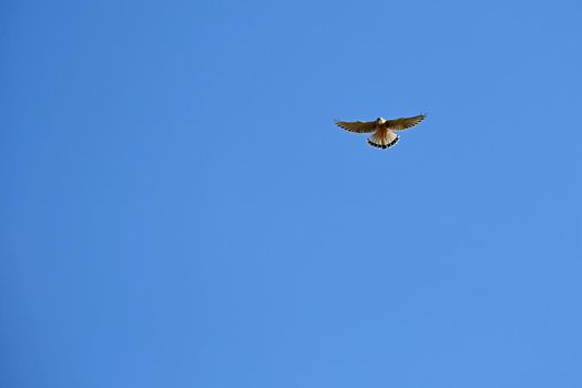 falcon stands in the air