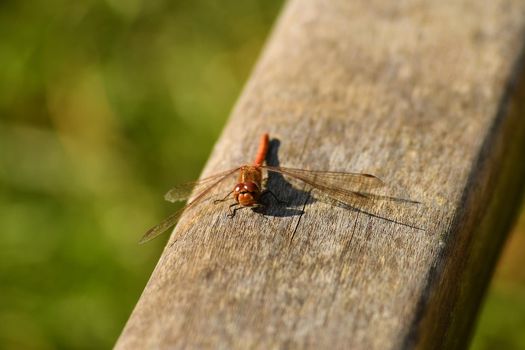 vagrant darter on a plank in autumn in Germany