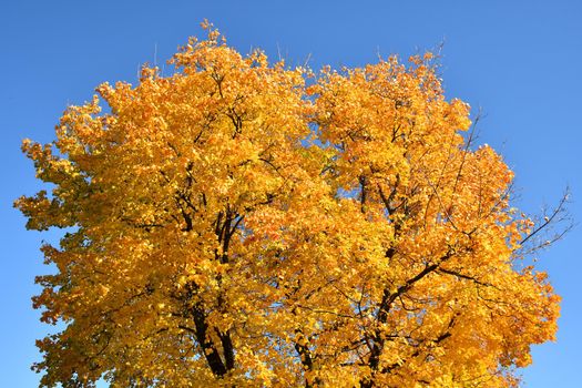 maple tree in autumnal colors on a blue sky