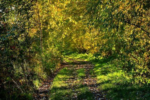 way in a forest through trees in light and shadow