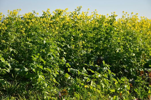 mustard, green manure, cultivation in autumn