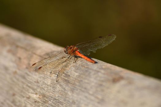 vagrant darter on a plank in autumn in Germany