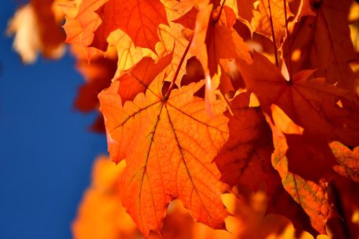 autumnal colored maple leaves on a tree in backlit