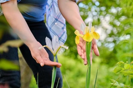 Decorative flowers irises of yellow and white color in the hands of a woman, spring garden background.