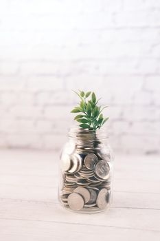 Close up of young plan growing through coins