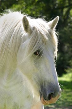 A Large White Shire Horse in portrait aspect