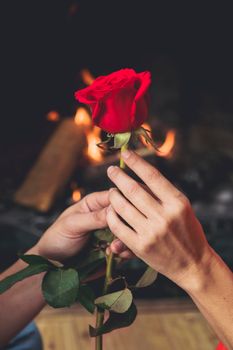 couple holding bright red rose hands. High resolution photo
