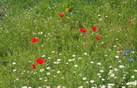 a summer meadow full of wildflowers with ox eye daisies cornflowers and poppies in summer sunlight
