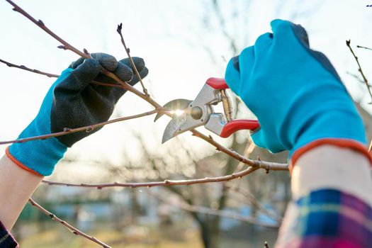 Spring seasonal gardening, pruning fruit trees. Close-up of woman's hand with gloves with pruning shears and tree branches, springtime