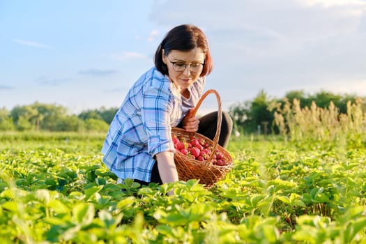 Farm field with strawberries, woman picking berries with a basket. Growing organic, natural strawberries. Healthy food, fresh sweet tasty vitamin berries