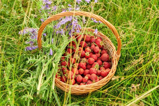 Close-up top view of a basket with a harvest of ripe red strawberries and a bouquet of wildflowers on a grassy meadow. Spring time, nature, spring, summer, beauty, delicious natural berries