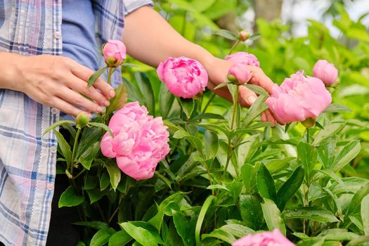 Close-up of woman's hands touching blooming bush of pink peonies. Spring, springtime, season, botany, beauty of nature concept