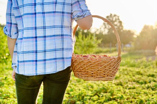 Farm field with strawberries, woman walking with a basket of fresh picked berries. Growing organic, natural strawberries. Healthy food, fresh sweet tasty vitamin berries