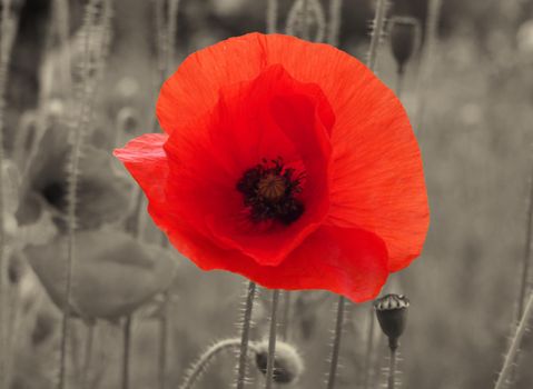a close up of a bright red common poppy flower on a vintage sepia background - war remembrance concept