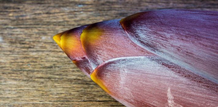 Texture and vivid color of Silver bluggoe banana blossom