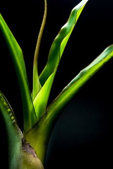 Leaves of banana shoots on black background