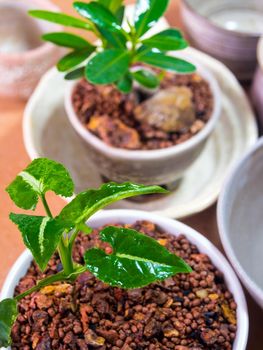 Houseplant "Syngonium wendlandiiin" and  small "Alexandria laurelthe" in the ceramic pots adapted from ceramic bowls
