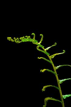 Freshness Green leaf of Fern on black background