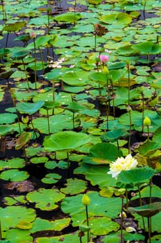 Fresh leaves and wilted leaves in the lotus farm field