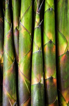 Texture of freshness bamboo shoot, vegetable background