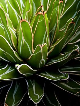 Agave succulent plant, freshness leaves with thorn of Queen victoria century agave