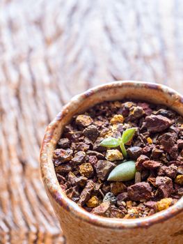 Bud leaf of small succulent plant growing on the laterite gravel in the small pot