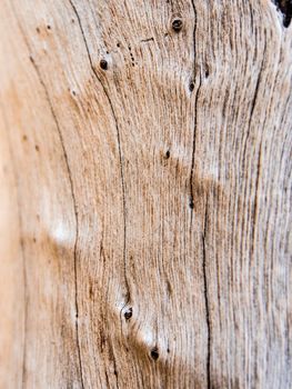 Detail of old stump surface , wood texture