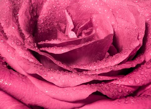 Close up beautiful pink rose , Sweet color natural floral background, Vintage picture style