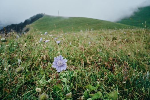 Field flowers mountains travel adventure nature. High quality photo