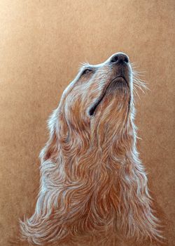Golden retriever dog Turn up to the sky painted with coloured pencil on kraft paper