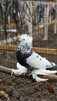 Saxon fairy swallow pigeon. White and black plumage pigeon with feather on its legs sitting on a branch in a cage. Special types breed pigeons. Zoo birds