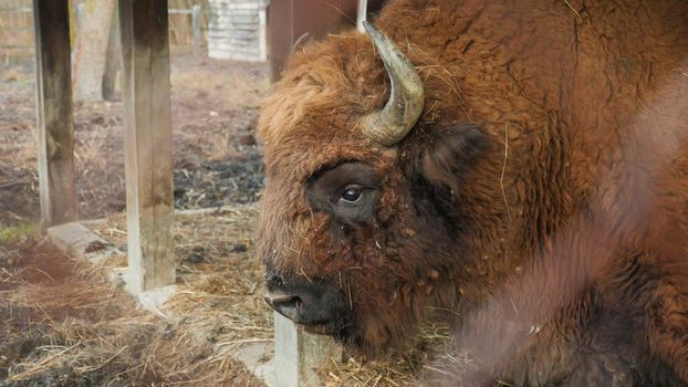 Strong male Bison resting after eating in specially arranged space, in the forest.