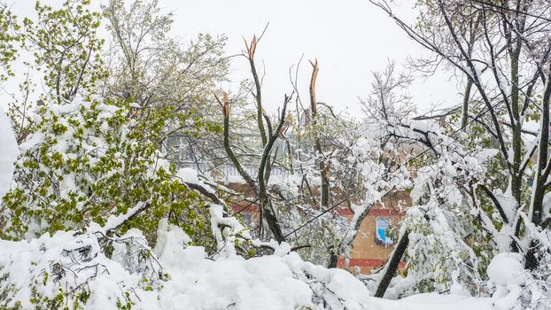 Trees with green leaves, broken due to wet and heavy snow following heavy snow in April. Spring collision with heavy snow. Natural calamity. High quality photo