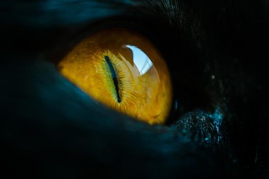 A macro close up of a piercing bright yellow cat eye of a black cat.