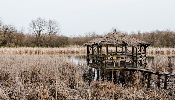 A small wooden gazebo on the reed-covered lake. A place in the forest.