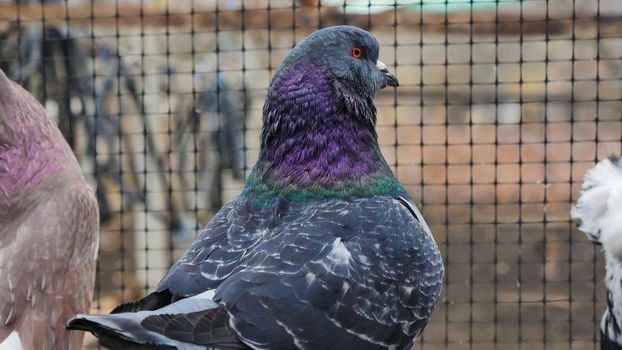 German Modena pigeon. Close up. Decorative colorful pigeon. Beautiful originals various types breed pigeons. Special plumage. Domestic birds.