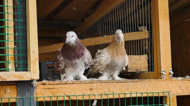 Couple of brown curly pigeon sitting in arranged space from wood, in a cage with an open gate. Special breed and very cute. Concept of peace, love and care to pigeons.