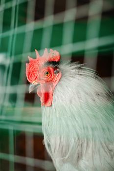 Portrait of a beautiful plumage gray cock through the cage. High quality photo