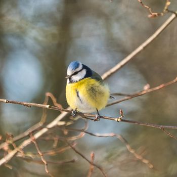 one blue tit on a tree in the winter , cold and sunny day with no people