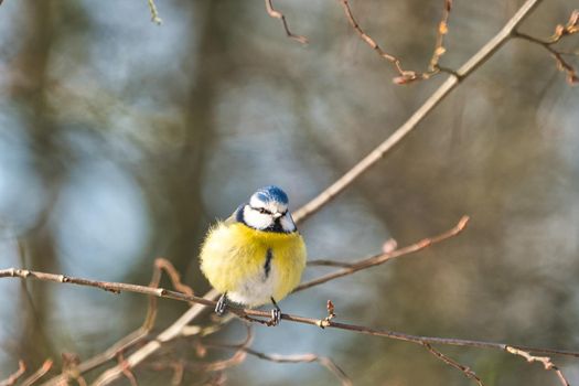 one blue tit on a tree in the winter , cold and sunny day with no people